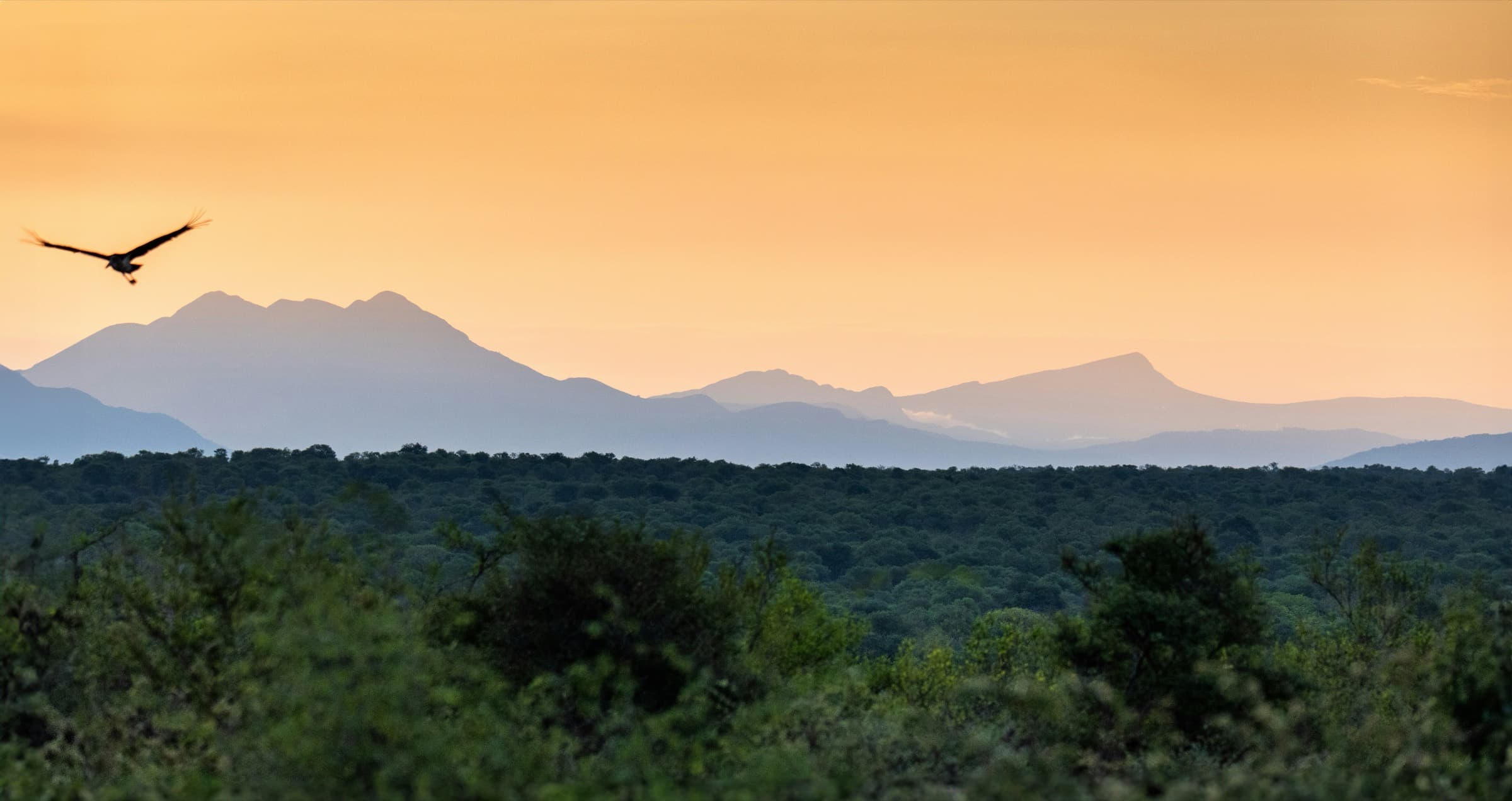 Bushveld at sunset, with mountains on the horizon and a bird in flight